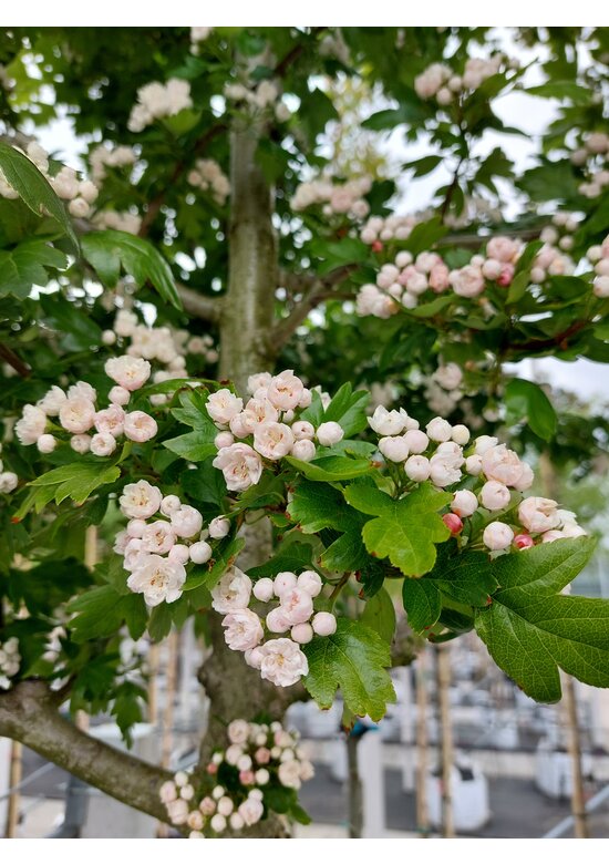 Kanadischer Rotdorn 'Toba' | Crataegus mordenensis 'Toba'