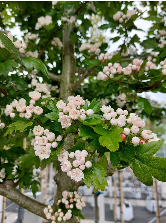 Kanadischer Rotdorn 'Toba' | Crataegus mordenensis 'Toba' Kanadischer Rotdorn 'Toba' | Crataegus mordenensis 'Toba'