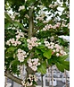 Kanadischer Rotdorn 'Toba' | Crataegus mordenensis 'Toba'