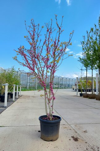Chinesischer Judasbaum 'Avondale' - Mehrstämmig | Cercis chinensis 'Avondale'