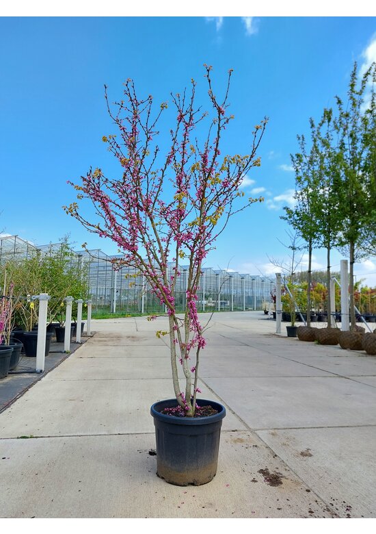 Chinesischer Judasbaum 'Avondale' - Mehrstämmig | Cercis chinensis 'Avondale'