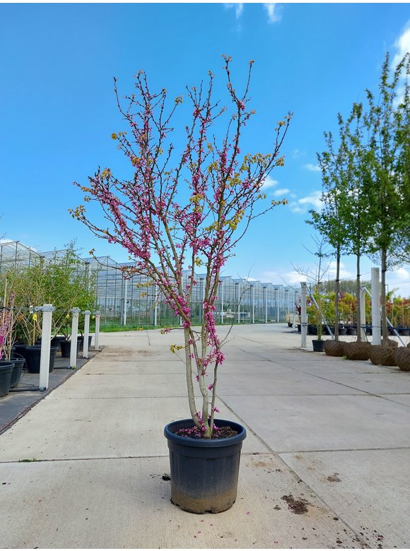 Chinesischer Judasbaum 'Avondale' - Mehrstämmig | Cercis chinensis 'Avondale' Chinesischer Judasbaum 'Avondale' - Mehrstämmig | Cercis chinensis 'Avondale'
