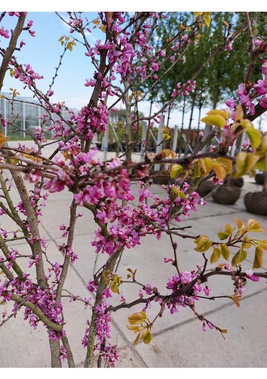 Chinesischer Judasbaum 'Avondale' - Mehrstämmig | Cercis chinensis 'Avondale'