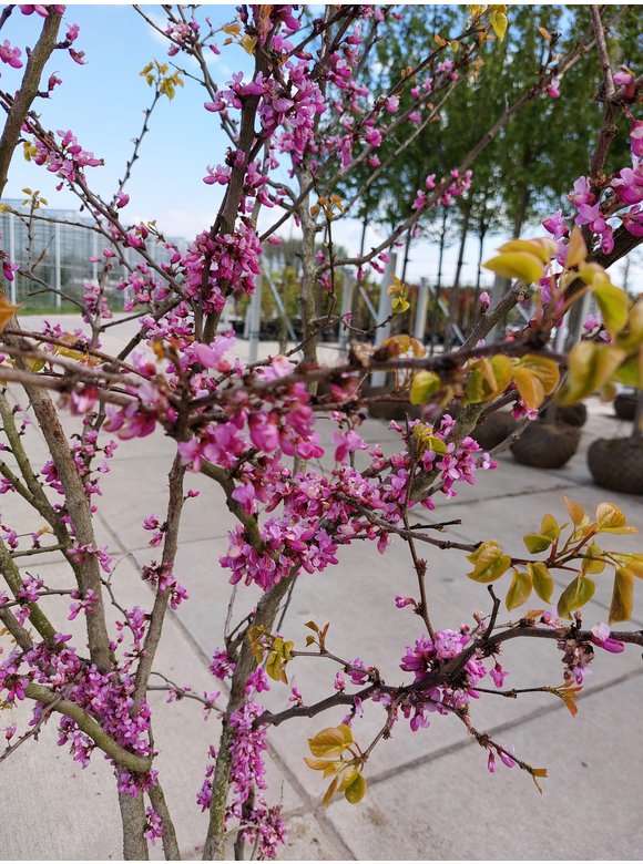 Chinesischer Judasbaum 'Avondale' - Mehrstämmig | Cercis chinensis 'Avondale' Chinesischer Judasbaum 'Avondale' - Mehrstämmig | Cercis chinensis 'Avondale'