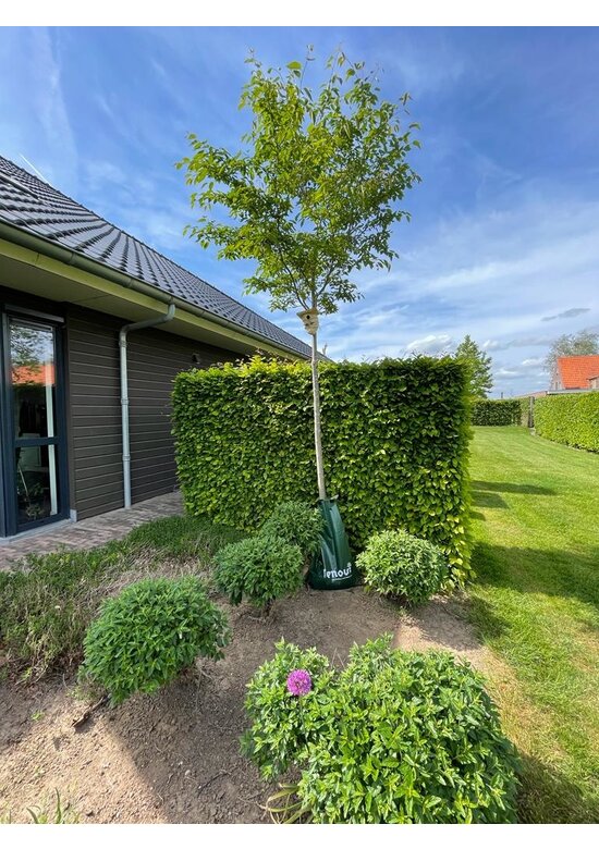 Wassersack baum 75L Wassersack baum 75L