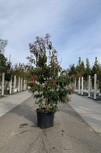 Sieben-Söhne-des-Himmels-Strauch - Mehrstämmig | Heptacodium miconioides Sieben-Söhne-des-Himmels-Strauch - Mehrstämmig | Heptacodium miconioides