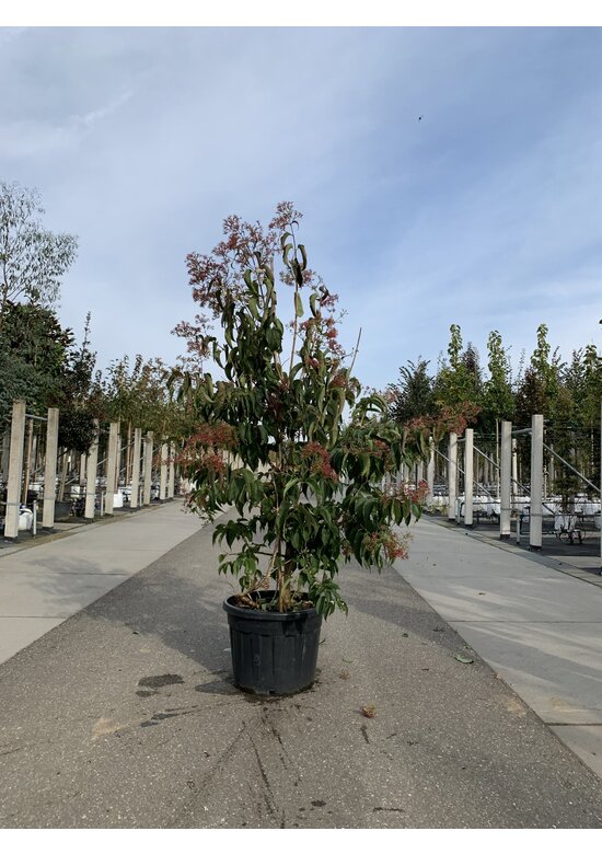 Sieben-Söhne-des-Himmels-Strauch - mehrstämmig | Heptacodium miconioides