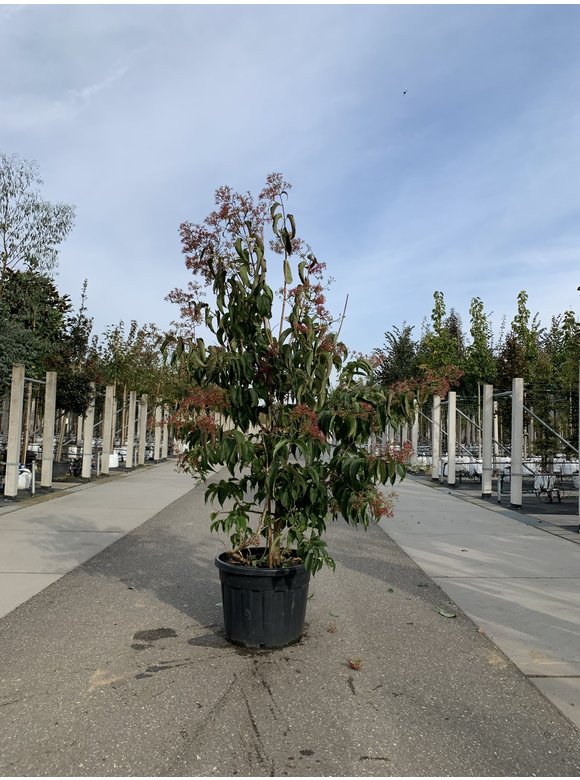 Sieben-Söhne-des-Himmels-Strauch - Mehrstämmig | Heptacodium miconioides Sieben-Söhne-des-Himmels-Strauch - Mehrstämmig | Heptacodium miconioides