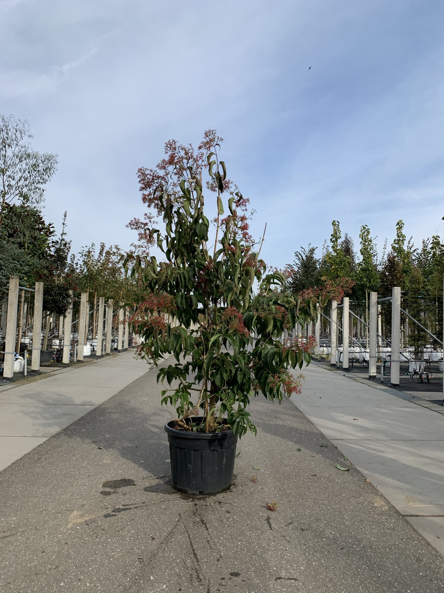 baum sieben söhne des himmels