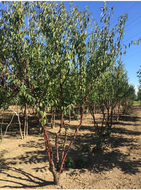Mahagoni-Kirsche - Tibetanische Berg-Kirsche - Mehrstämmig | Prunus serrula Mahagoni-Kirsche - Tibetanische Berg-Kirsche - Mehrstämmig | Prunus serrula