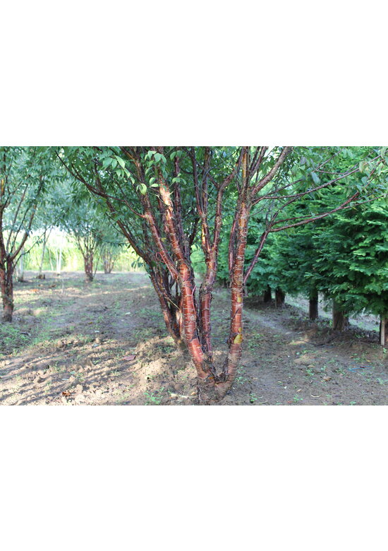 Mahagoni-Kirsche - Tibetanische Berg-Kirsche - Mehrstämmig | Prunus serrula Mahagoni-Kirsche - Tibetanische Berg-Kirsche - Mehrstämmig | Prunus serrula