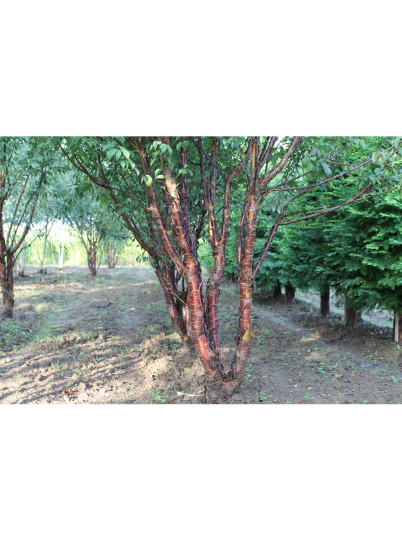 Mahagoni-Kirsche - Tibetanische Berg-Kirsche - Mehrstämmig | Prunus serrula Mahagoni-Kirsche - Tibetanische Berg-Kirsche - Mehrstämmig | Prunus serrula
