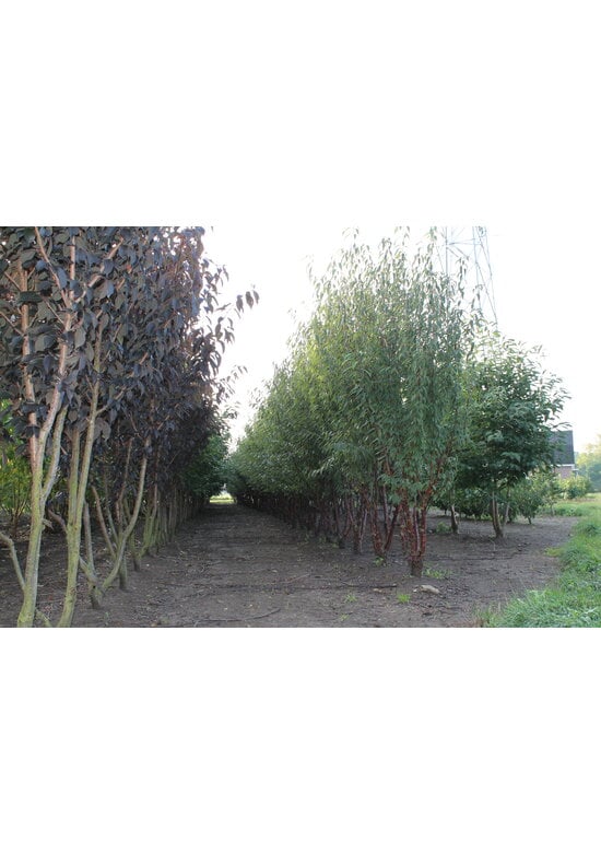 Mahagoni-Kirsche - Tibetanische Berg-Kirsche - Mehrstämmig | Prunus serrula