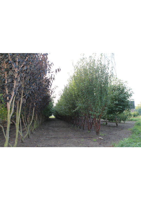 Mahagoni-Kirsche - Tibetanische Berg-Kirsche - Mehrstämmig | Prunus serrula Mahagoni-Kirsche - Tibetanische Berg-Kirsche - Mehrstämmig | Prunus serrula