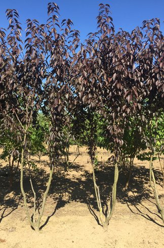Japanische Nelkenkirsche 'Royal Burgundy' - Mehrstämmig | Prunus serrulata 'Royal Burgundy' Japanische Nelkenkirsche 'Royal Burgundy' - Mehrstämmig | Prunus serrulata 'Royal Burgundy'