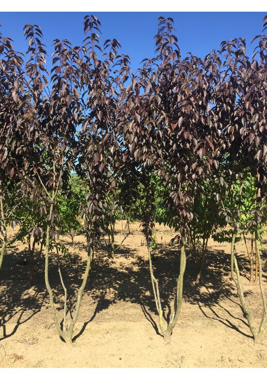 Japanische Nelkenkirsche 'Royal Burgundy' - Mehrstämmig | Prunus serrulata 'Royal Burgundy' Japanische Nelkenkirsche 'Royal Burgundy' - Mehrstämmig | Prunus serrulata 'Royal Burgundy'