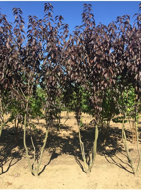 Japanische Nelkenkirsche Prunus serrulata 'Royal Burgundy' Mehrstämmig | Prunus serrulata 'Royal Burgundy'