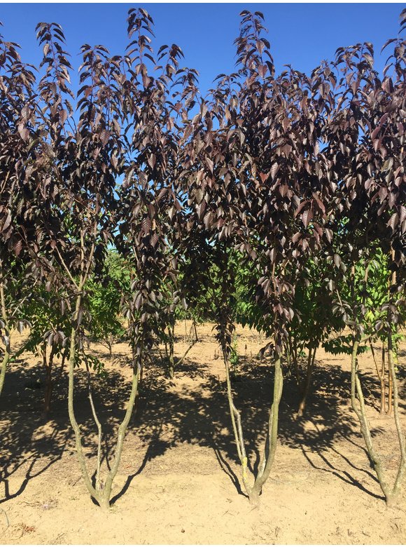 Japanische Nelkenkirsche 'Royal Burgundy' - Mehrstämmig | Prunus serrulata 'Royal Burgundy' Japanische Nelkenkirsche 'Royal Burgundy' - Mehrstämmig | Prunus serrulata 'Royal Burgundy'