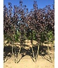 Japanische Nelkenkirsche 'Royal Burgundy' - Mehrstämmig | Prunus serrulata 'Royal Burgundy' Japanische Nelkenkirsche 'Royal Burgundy' - Mehrstämmig | Prunus serrulata 'Royal Burgundy'