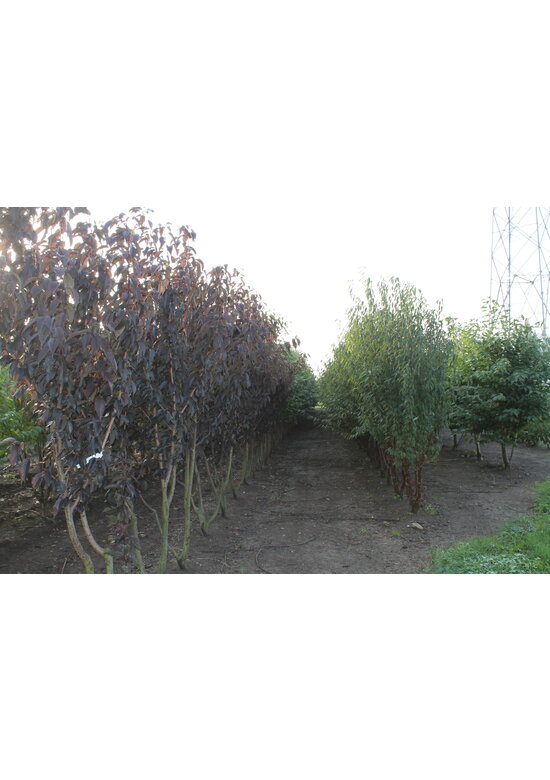 Japanische Nelkenkirsche 'Royal Burgundy' - Mehrstämmig | Prunus serrulata 'Royal Burgundy' Japanische Nelkenkirsche 'Royal Burgundy' - Mehrstämmig | Prunus serrulata 'Royal Burgundy'