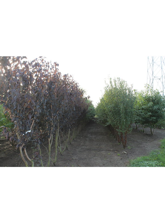 Japanische Nelkenkirsche 'Royal Burgundy' - Mehrstämmig | Prunus serrulata 'Royal Burgundy' Japanische Nelkenkirsche 'Royal Burgundy' - Mehrstämmig | Prunus serrulata 'Royal Burgundy'