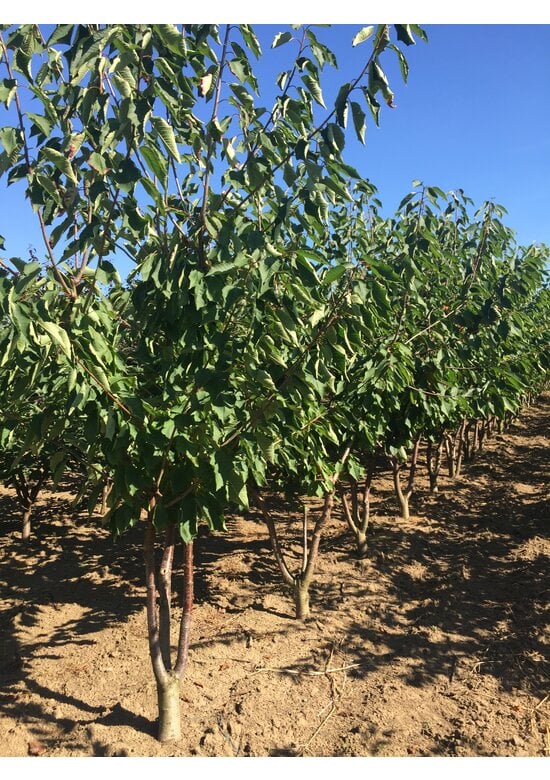 Zierkirsche 'Accolade' - Mehrstämmig | Prunus 'Accolade'