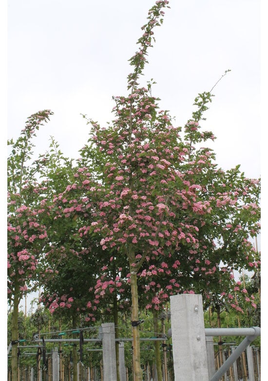 Kanadischer Rotdorn 'Toba' | Crataegus mordenensis 'Toba'