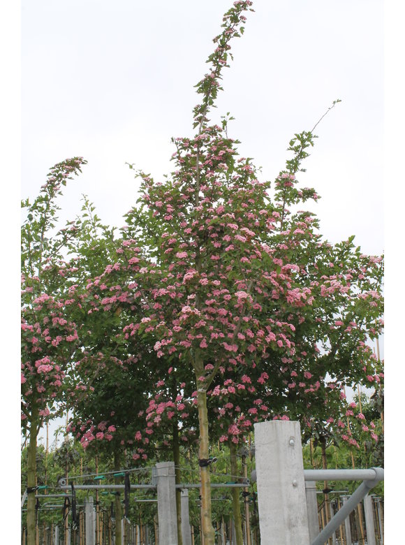Kanadischer Rotdorn 'Toba' | Crataegus mordenensis 'Toba' Kanadischer Rotdorn 'Toba' | Crataegus mordenensis 'Toba'