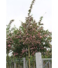 Kanadischer Rotdorn 'Toba' | Crataegus mordenensis 'Toba'