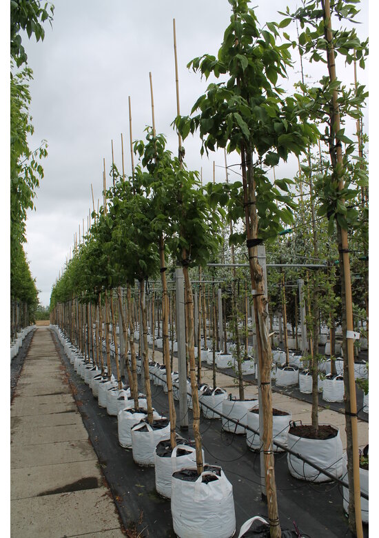 Sieben-Söhne-des-Himmels Baum | Heptacodium miconioides