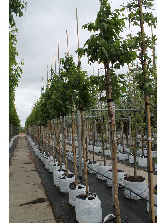 Sieben-Söhne-des-Himmels Baum | Heptacodium miconioides Sieben-Söhne-des-Himmels Baum | Heptacodium miconioides