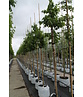 Sieben-Söhne-des-Himmels Baum | Heptacodium miconioides