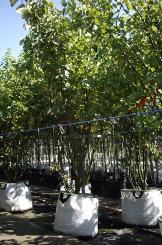 Judasbaum - Mehrstämmig | Cercis Siliquastrum Judasbaum - Mehrstämmig | Cercis Siliquastrum