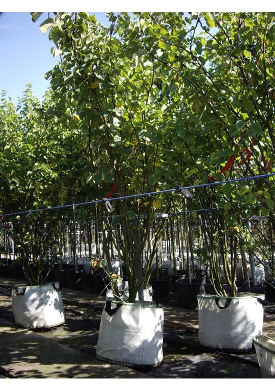 Judasbaum - Mehrstämmig | Cercis Siliquastrum