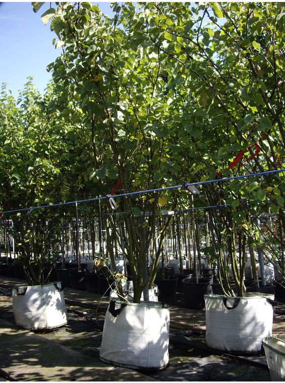 Judasbaum - Mehrstämmig | Cercis Siliquastrum Judasbaum - Mehrstämmig | Cercis Siliquastrum