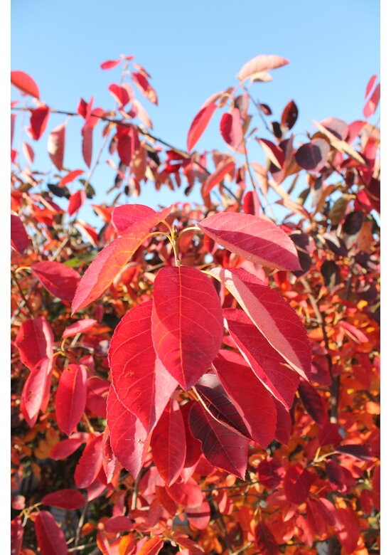 Kupfer-Felsenbirne | Amelanchier lamarckii