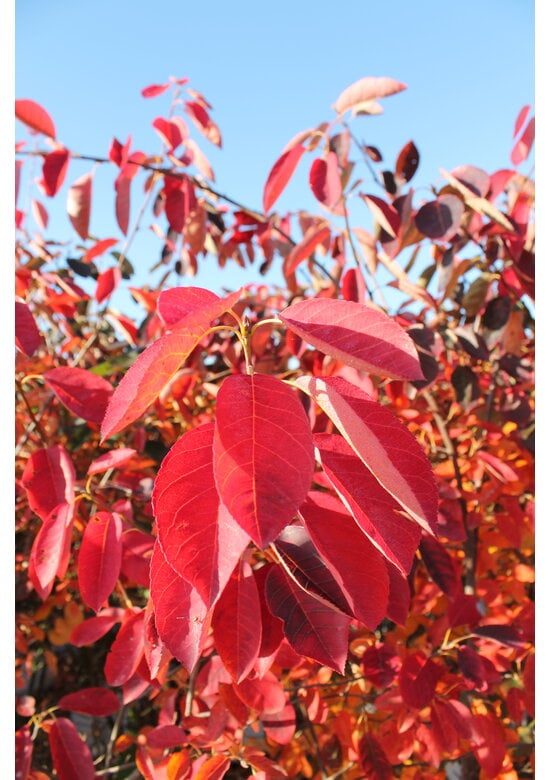 Kupfer-Felsenbirne | Amelanchier lamarckii