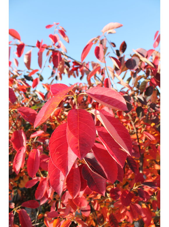 Kupfer-Felsenbirne | Amelanchier lamarckii Kupfer-Felsenbirne | Amelanchier lamarckii