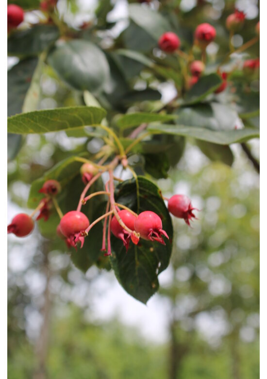 Kupfer-Felsenbirne | Amelanchier lamarckii
