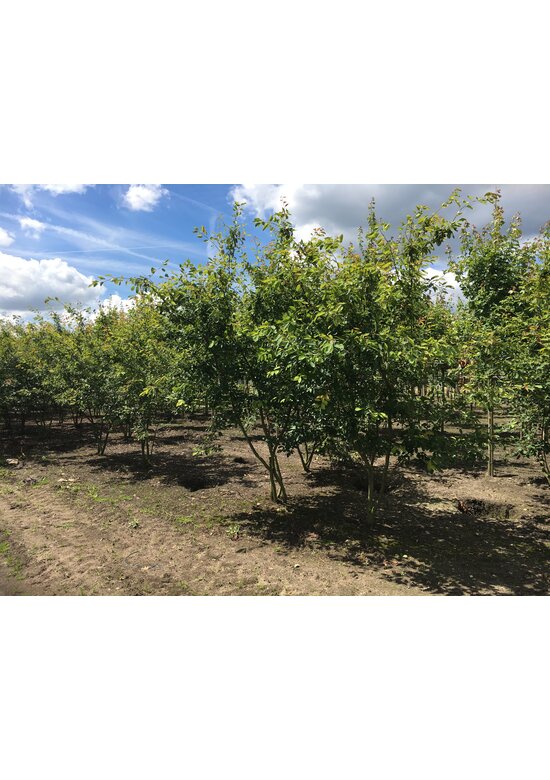 Kupfer-Felsenbirne mehrstämmig | Amelanchier lamarckii Kupfer-Felsenbirne mehrstämmig | Amelanchier lamarckii