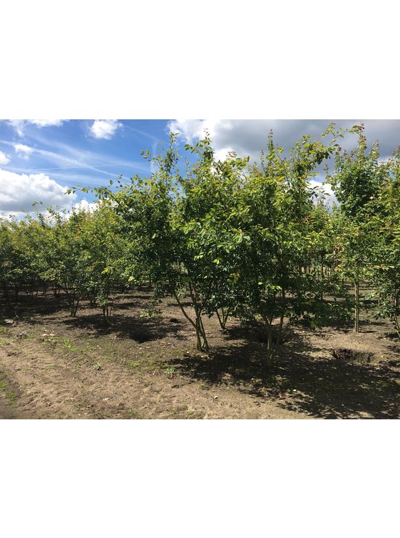 Kupfer-Felsenbirne - Mehrstämmig | Amelanchier lamarckii Kupfer-Felsenbirne - Mehrstämmig | Amelanchier lamarckii
