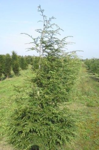 Kanadische Hemlocktanne | Tsuga canadensis