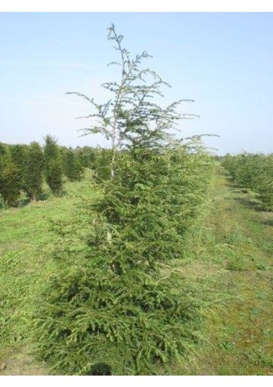 Kanadische Hemlocktanne | Tsuga canadensis