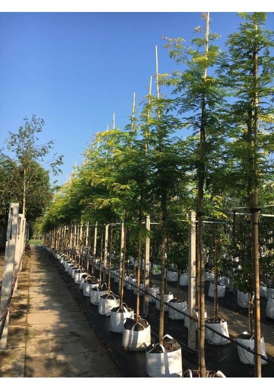 Gelber Lederhülsenbaum 'Sunburst' | Gleditsia triacanthos 'Sunburst'