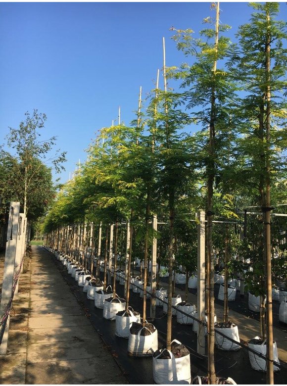 Gelber Lederhülsenbaum - Gleditschie 'Sunburst' | Gleditsia triacanthos 'Sunburst' Gelber Lederhülsenbaum - Gleditschie 'Sunburst' | Gleditsia triacanthos 'Sunburst'