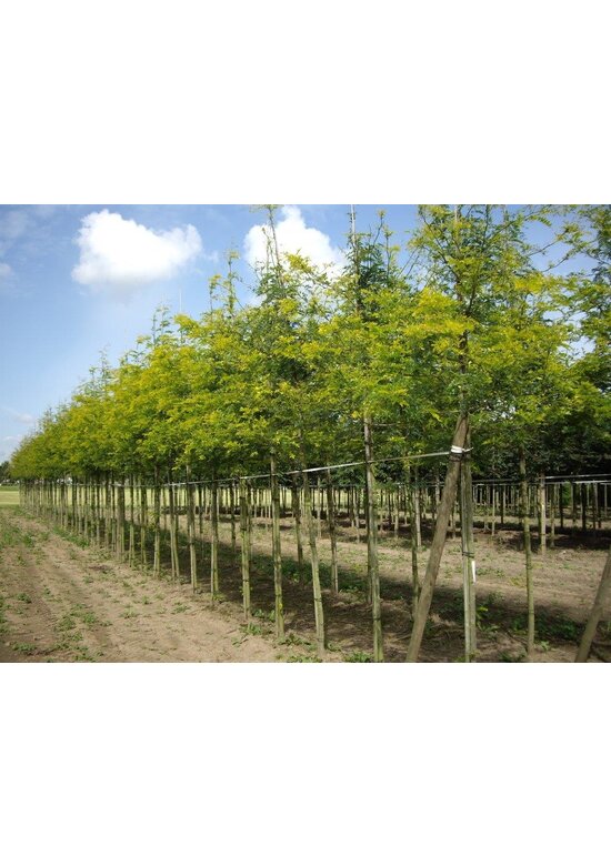 Gelber Lederhülsenbaum 'Sunburst' | Gleditsia triacanthos 'Sunburst'