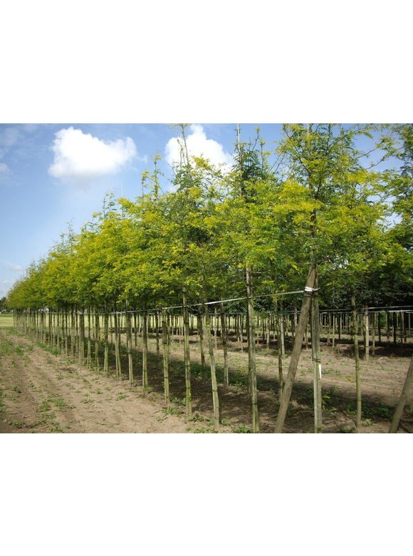 Gelber Lederhülsenbaum - Gleditschie 'Sunburst' | Gleditsia triacanthos 'Sunburst' Gelber Lederhülsenbaum - Gleditschie 'Sunburst' | Gleditsia triacanthos 'Sunburst'