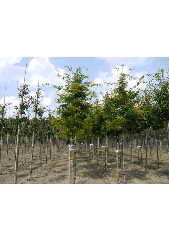 Gelber Lederhülsenbaum 'Sunburst' | Gleditsia triacanthos 'Sunburst'