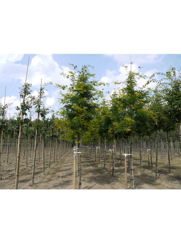 Gelber Lederhülsenbaum - Gleditschie 'Sunburst' | Gleditsia triacanthos 'Sunburst' Gelber Lederhülsenbaum - Gleditschie 'Sunburst' | Gleditsia triacanthos 'Sunburst'