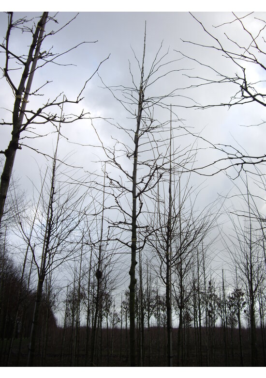 Gelber Lederhülsenbaum 'Sunburst' | Gleditsia triacanthos 'Sunburst'